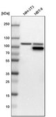 Anti-GART antibody produced in rabbit Prestige Antibodies® Powered by Atlas Antibodies, affinity isolated antibody, buffered aqueous glycerol solution