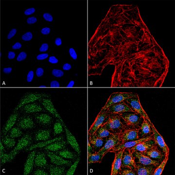 Monoclonal Anti-CD74 antibody produced in mouse clone 6D9