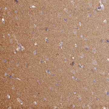 Anti-HINT1 antibody produced in rabbit Prestige Antibodies&#174; Powered by Atlas Antibodies, affinity isolated antibody, buffered aqueous glycerol solution