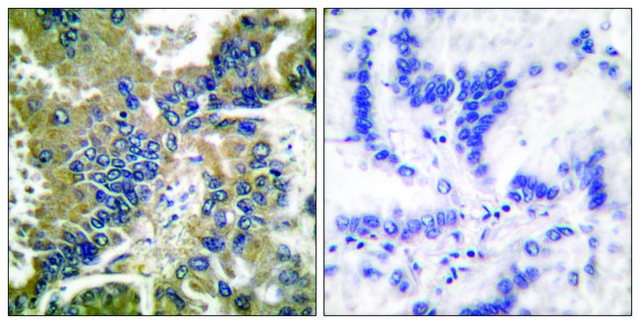 Anti-CASP-1 (Cleaved-Asp210) antibody produced in rabbit affinity isolated antibody