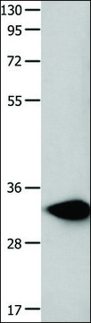 Anti-FOXS1 antibody produced in rabbit affinity isolated antibody