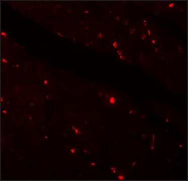 Anti-KLOTHO antibody produced in rabbit affinity isolated antibody, buffered aqueous solution