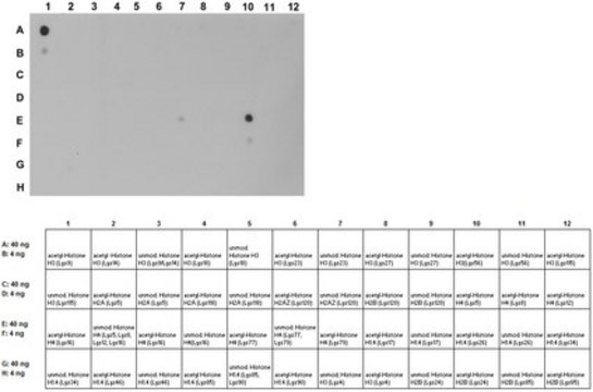 Anti-acetyl-phospho Histone H1.4/H3 (Lys26/Lys9, Ser27/Ser10) Antibody from rabbit, purified by affinity chromatography