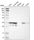 Anti-CAPZA2 antibody produced in rabbit Prestige Antibodies® Powered by Atlas Antibodies, affinity isolated antibody