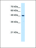 Anti-ERGIC3 antibody produced in rabbit affinity isolated antibody