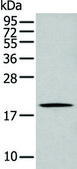 Anti-GKN1 affinity isolated antibody
