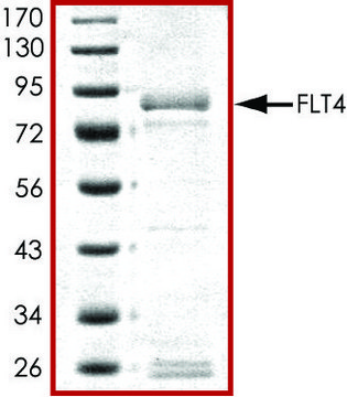 FLT4 (800-end), active, GST tagged human PRECISIO&#174; Kinase, recombinant, expressed in baculovirus infected Sf9 cells, &#8805;70% (SDS-PAGE), buffered aqueous glycerol solution