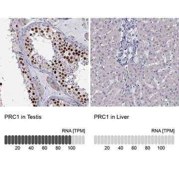 Anti-PRC1 antibody produced in rabbit Prestige Antibodies&#174; Powered by Atlas Antibodies, affinity isolated antibody, buffered aqueous glycerol solution