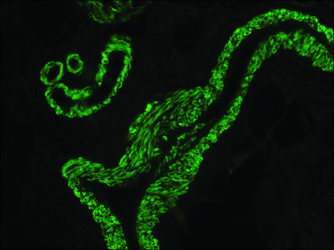 抗-小鼠IgG (Fab特异性) F(ab&#8242;)2片段–FITC 山羊抗 affinity isolated antibody, buffered aqueous solution