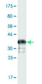 Monoclonal Anti-TBL1XR1 antibody produced in mouse clone 4E2, purified immunoglobulin, buffered aqueous solution