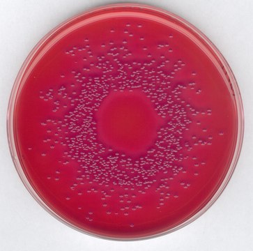 GranuCult&#174; prime MacConkey (MAC) Agar according to ISO (21150, 21567, FDA-BAM ), according to EP, according to USP, according to JP