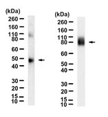 Anti-V5 Tag Antibody, clone 1K20-L2 ZooMAb® Rabbit Monoclonal recombinant, expressed in HEK 293 cells