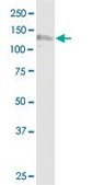 Monoclonal Anti-NDST1 antibody produced in mouse clone 1G10, purified immunoglobulin, buffered aqueous solution