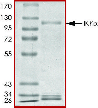 IKK &#945; , active, GST tagged human PRECISIO&#174; Kinase, recombinant, expressed in baculovirus infected Sf9 cells, &#8805;70% (SDS-PAGE), buffered aqueous glycerol solution