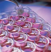 Millicell® 24 well standing inserts pore size 8.0 μm, diam. 12 mm, translucent polycarbonate membrane, Tissue Culture (TC)-treated surface, sterile