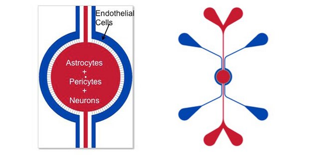 SynVivo SynBBB 3D blood brain barrier model chip, IMN2 radial configuration