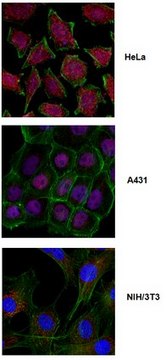 Anti-Krueppel-Like Factor 4 (Klf4) Antibody from rabbit, purified by affinity chromatography