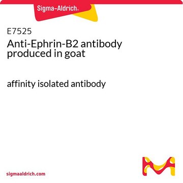 Anti-Ephrin-B2 antibody produced in goat affinity isolated antibody