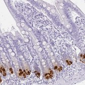 Anti-DEFA6 antibody produced in rabbit Prestige Antibodies® Powered by Atlas Antibodies, affinity isolated antibody, buffered aqueous glycerol solution