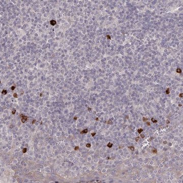 Anti-HCAR2 antibody produced in rabbit Prestige Antibodies&#174; Powered by Atlas Antibodies, affinity isolated antibody, buffered aqueous glycerol solution