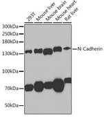 Anti-N Cadherin antibody produced in rabbit