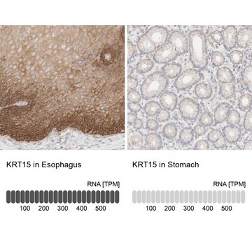 抗-KRT15 兔抗 Prestige Antibodies&#174; Powered by Atlas Antibodies, affinity isolated antibody, buffered aqueous glycerol solution