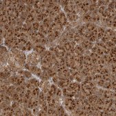 Anti-COPA antibody produced in rabbit Prestige Antibodies® Powered by Atlas Antibodies, affinity isolated antibody, buffered aqueous glycerol solution