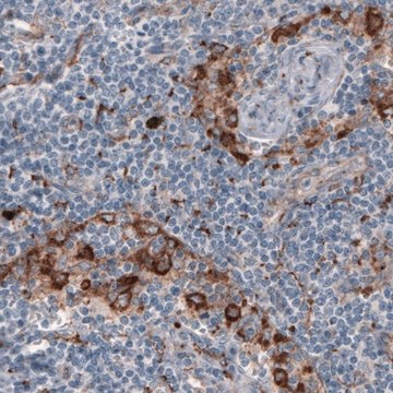 Monoclonal Anti-FCGRT antibody produced in mouse Prestige Antibodies&#174; Powered by Atlas Antibodies, clone CL3640, purified immunoglobulin, buffered aqueous solution