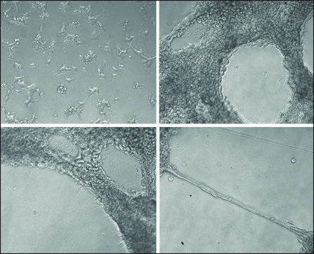 ECM 凝胶 来源于 Engelbreth-Holm-Swarm 小鼠肉瘤 growth-factor reduced, without phenol red, liquid, BioReagent, suitable for cell culture