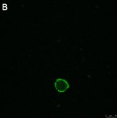 Anti-LILRB4 Antibody, clone 1H12 ZooMAb® Rabbit Monoclonal recombinant, expressed in HEK 293 cells