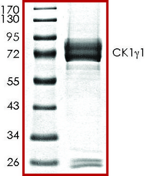 CK1&#947;1, active, GST tagged human PRECISIO&#174;, recombinant, expressed in baculovirus infected Sf9 cells, &#8805;70% (SDS-PAGE), buffered aqueous glycerol solution