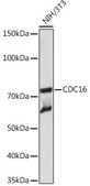 Anti-CDC16 Antibody, clone 7Y1Y10, Rabbit Monoclonal