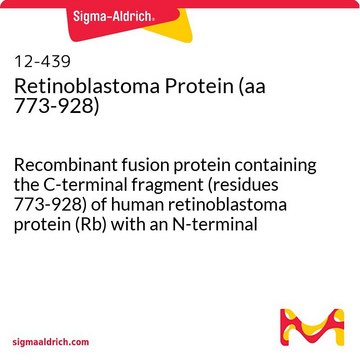 视网膜母细胞瘤蛋白（aa 773-928） Recombinant fusion protein containing the C-terminal fragment (residues 773-928) of human retinoblastoma protein (Rb) with an N-terminal His6-tag, expressed in E. coli.