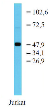 Monoclonal Anti-TFG antibody produced in mouse clone TFG-03