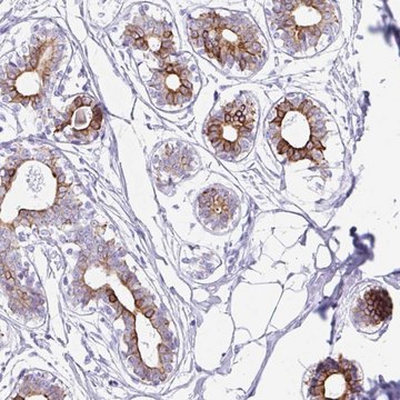 Anti-CLDND2 antibody produced in rabbit Prestige Antibodies&#174; Powered by Atlas Antibodies, affinity isolated antibody, buffered aqueous glycerol solution