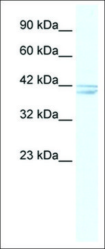 Anti-CHRNA7 IgG fraction of antiserum