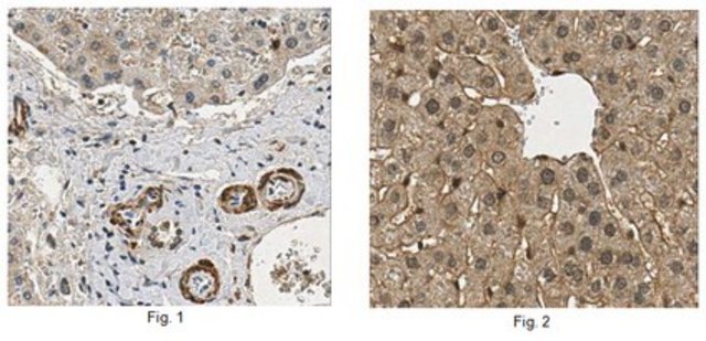 Anti-Interferon Lambda 4, clone 4G1 Antibody clone 4G1, 1&#160;mg/mL, from mouse