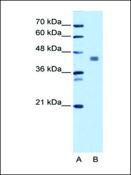 Anti-PDHA1 (AB2) antibody produced in rabbit IgG fraction of antiserum