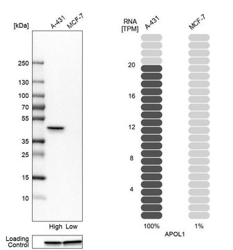 抗-APOL1 兔抗 Prestige Antibodies&#174; Powered by Atlas Antibodies, affinity isolated antibody, buffered aqueous glycerol solution