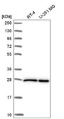 Anti-EIF4E antibody produced in rabbit Prestige Antibodies® Powered by Atlas Antibodies, affinity isolated antibody