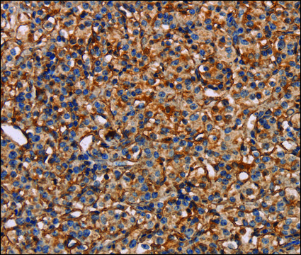 Anti-PLXNA1 antibody produced in rabbit affinity isolated antibody