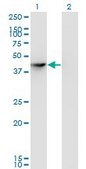Monoclonal Anti-SEPHS1, (N-terminal) antibody produced in mouse clone 3G3, purified immunoglobulin, buffered aqueous solution