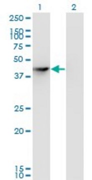 Monoclonal Anti-SEPHS1, (N-terminal) antibody produced in mouse clone 3G3, purified immunoglobulin, buffered aqueous solution