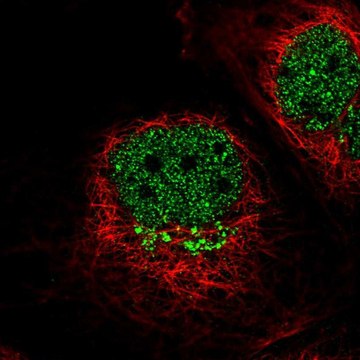 Anti-IL13RA1 antibody produced in rabbit Prestige Antibodies&#174; Powered by Atlas Antibodies, affinity isolated antibody