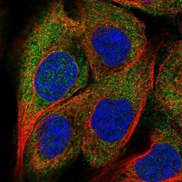 Anti-DOK1 antibody produced in rabbit Prestige Antibodies&#174; Powered by Atlas Antibodies, affinity isolated antibody