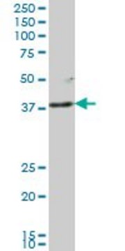 Monoclonal Anti-LFNG antibody produced in mouse clone 1F9, purified immunoglobulin, buffered aqueous solution