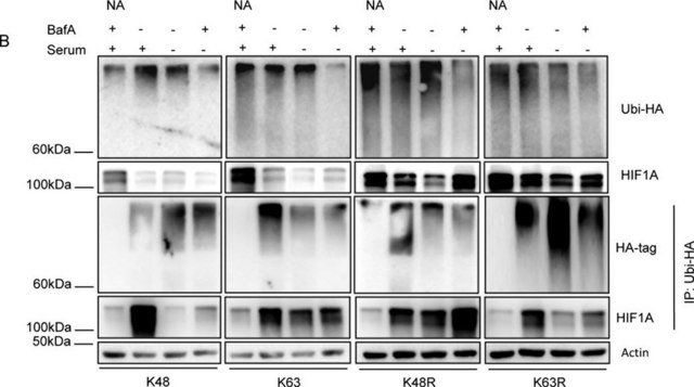 Anti-Ubiquitin Antibody, Lys48-Specific, clone Apu2, rabbit monoclonal clone Apu2, from rabbit