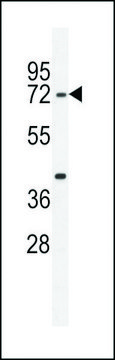 ANTI-SRAC1 (C-TERMINAL) antibody produced in rabbit affinity isolated antibody, buffered aqueous solution