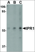 Anti-IPR1 (ab1) antibody produced in rabbit affinity isolated antibody, buffered aqueous solution