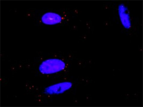 Monoclonal Anti-CSF1R antibody produced in mouse clone 1G4, purified immunoglobulin, buffered aqueous solution